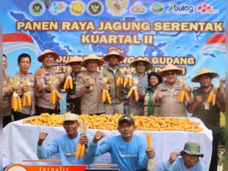 Polsek Kenjeran,Dukung Ketahanan Pangan, Panen Jagung Di Jalan Tambak Wedi Baru