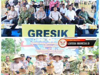 Dukung Ketahanan Pangan Nasional, Polres Gresik Sukses Panen Raya Jagung 80 Ton di Panceng dan Salurkan Bantuan untuk Petani