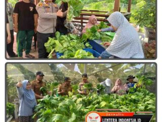 Polres Pelabuhan Tanjung Perak Panen Sawi Caisin Hidroponik, Wujud Nyata Dukung Ketahanan Pangan Nasional
